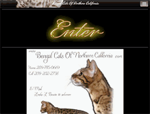 Tablet Screenshot of angelsiambengalcats.com
